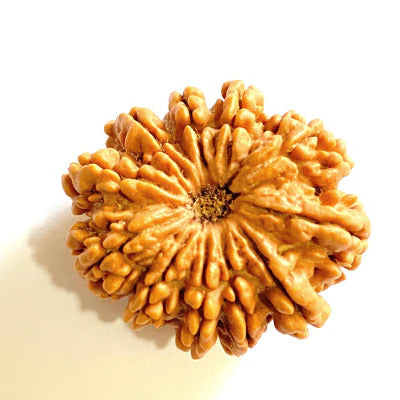 11 Mukhi Rudraksha (Nepal Origin)