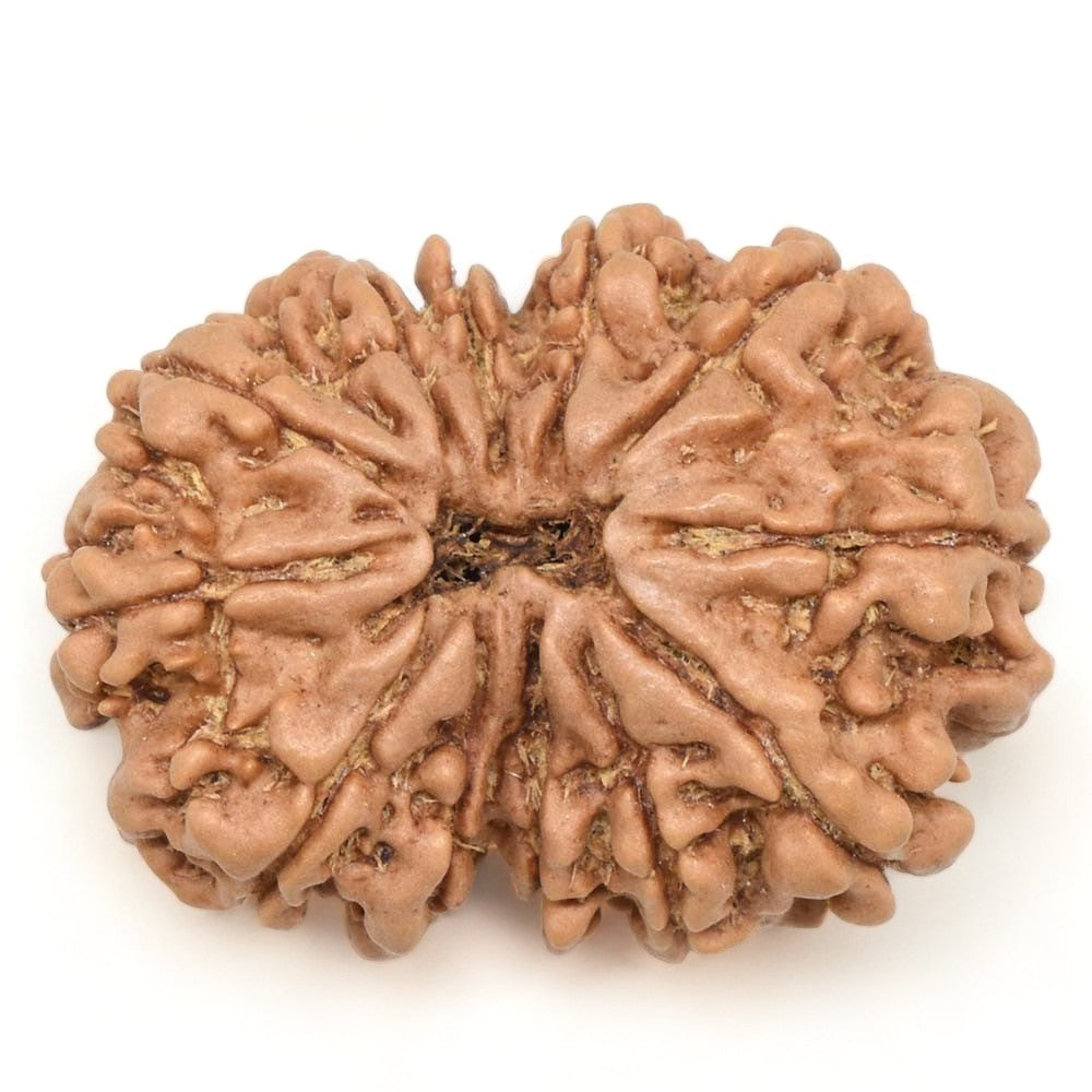 आध्यात्मिक शक्ति और लाभ के लिए (Spiritual benefits of 12 Mukhi Rudraksha)