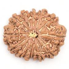 13 Mukhi Rudraksha (Nepal Origin)