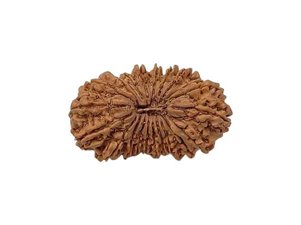21 Mukhi Rudraksha (Nepal Origin)
