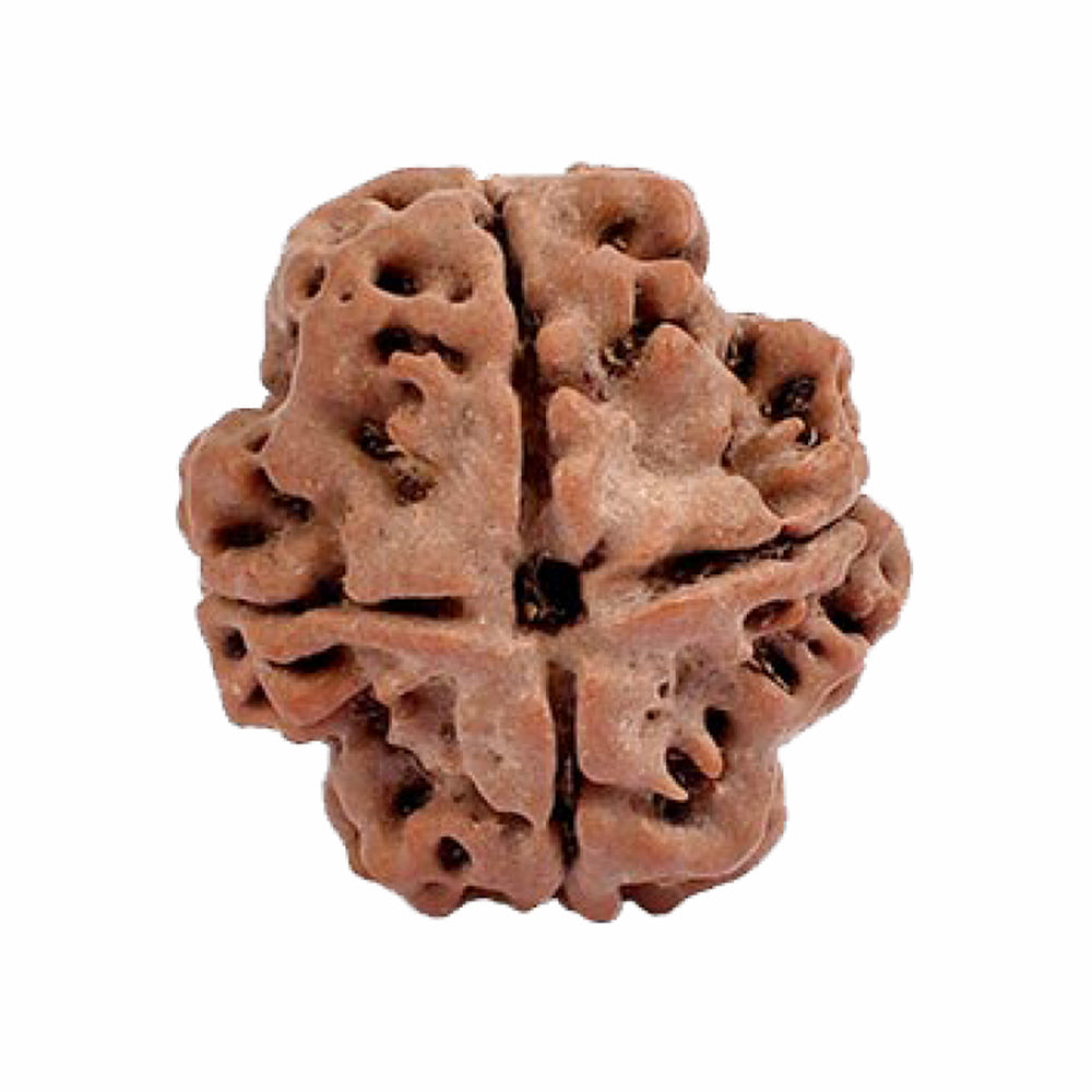4 Mukhi Rudraksha (Nepal Origin)