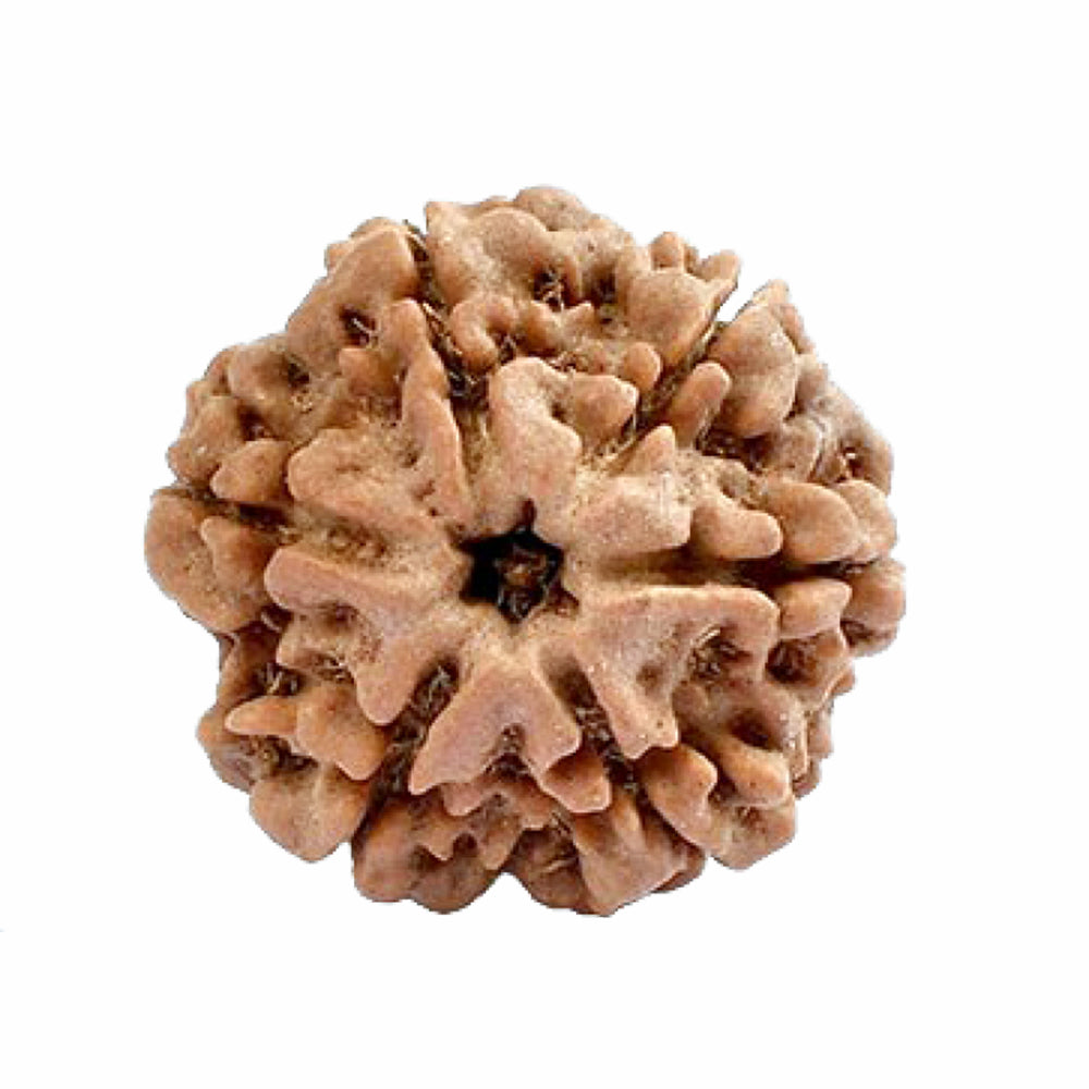 आध्यात्मिक शक्ति और लाभ के लिए (Spiritual benefits of 6 Mukhi Rudraksha)