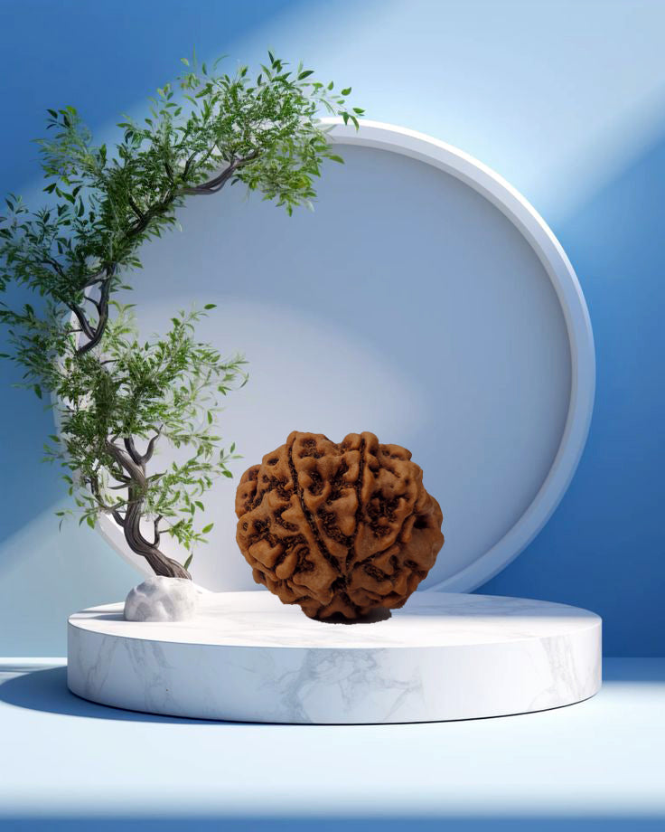 8 Mukhi Rudraksha (Nepal Origin)