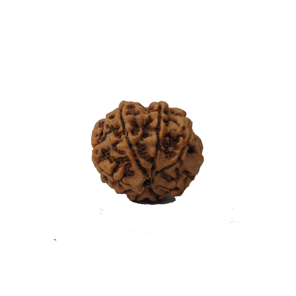 8 Mukhi Rudraksha (Nepal Origin)