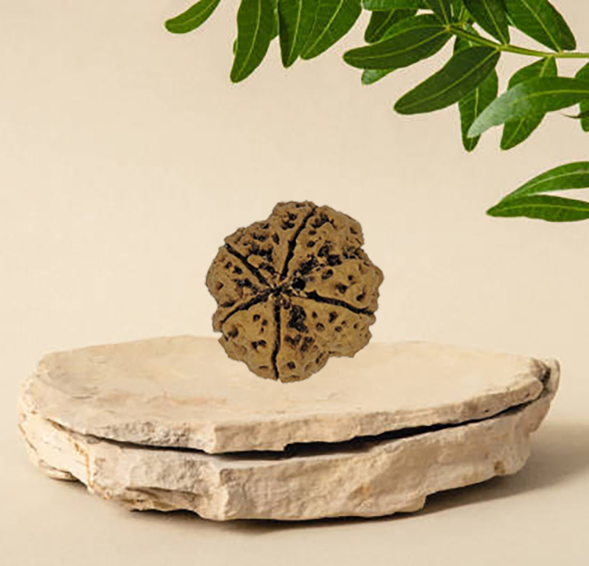 5 Mukhi Rudraksha (Nepal Origin)