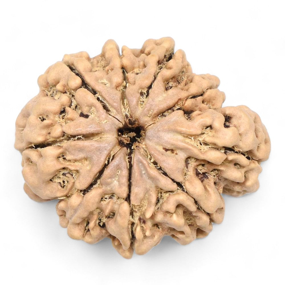 9 Mukhi “Ganesha” Rudraksha (Nepal Origin)