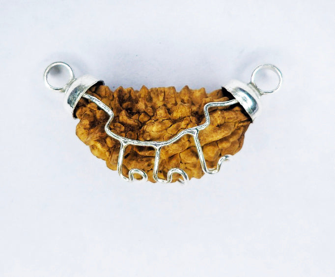 1 Mukhi Rudraksha Half Moon (Silver cap)