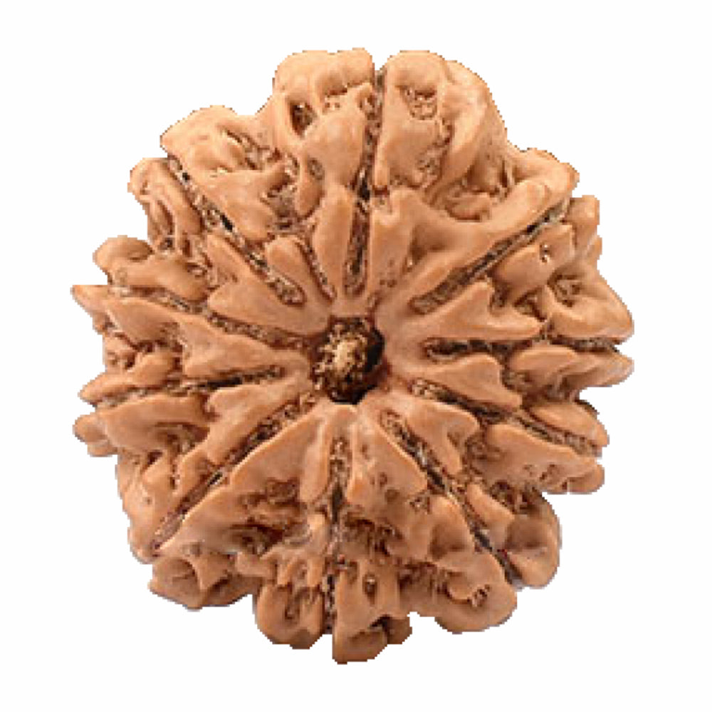 10 Mukhi Rudraksha (Nepal Origin)