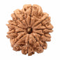 10 Mukhi Rudraksha (Nepal Origin)