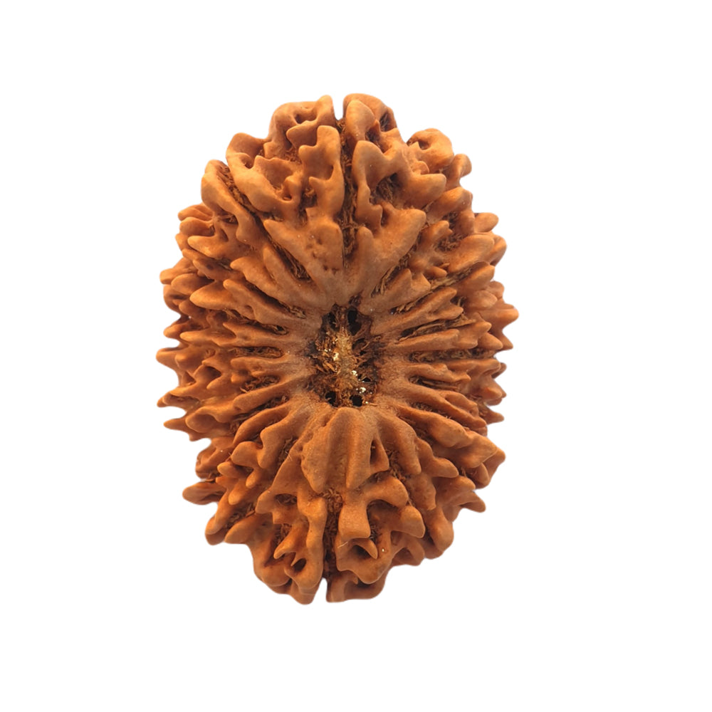 18 Mukhi Rudraksha (Nepal Origin)