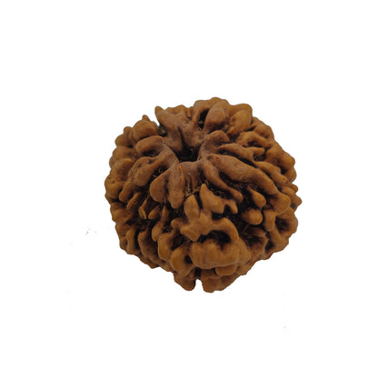 1 Mukhi Rudraksha(Nepal Origin) with X-Ray Report