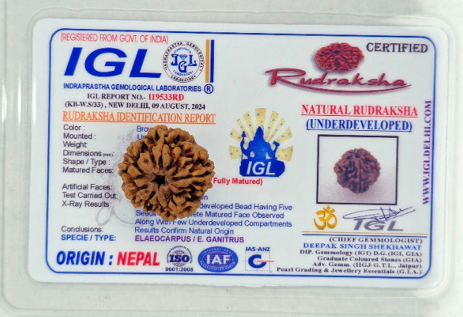 1 Mukhi Rudraksha(Nepal Origin) with X-Ray Report