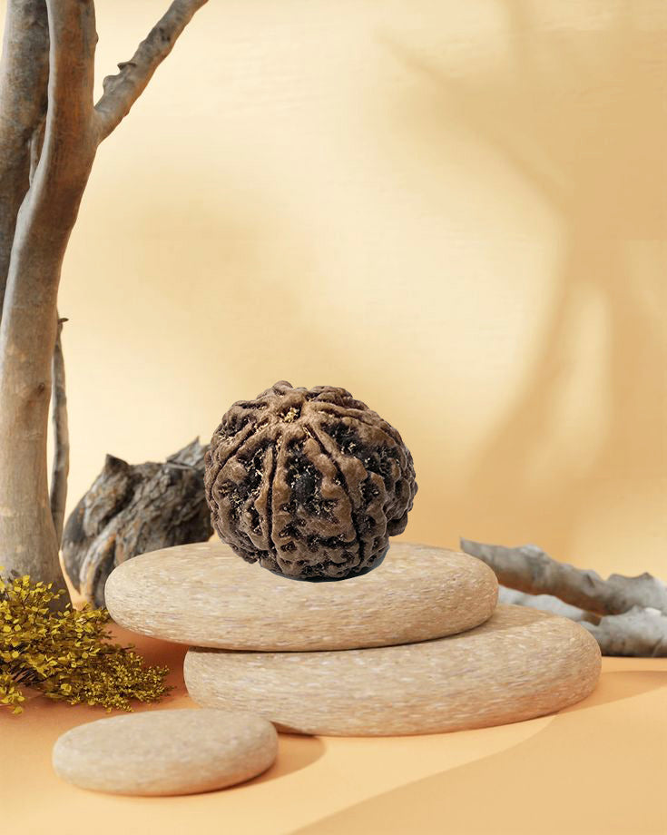 7 Mukhi Rudraksha (Nepal Origin)