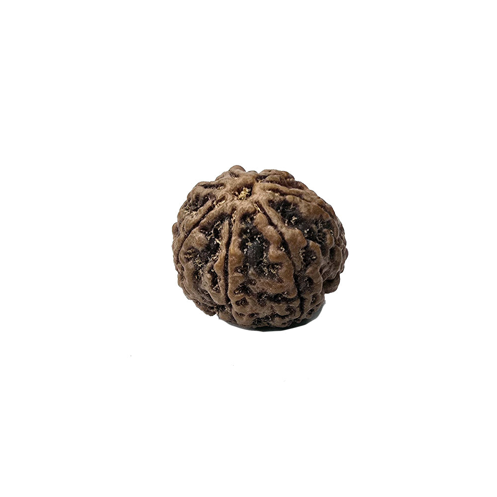 7 Mukhi Rudraksha (Nepal Origin)