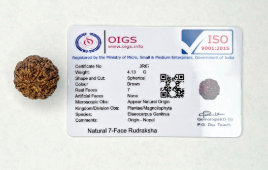 7 Mukhi Rudraksha (Nepal Origin)