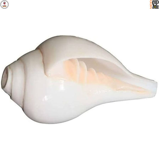 Small shankh (conch shell) for Remedies